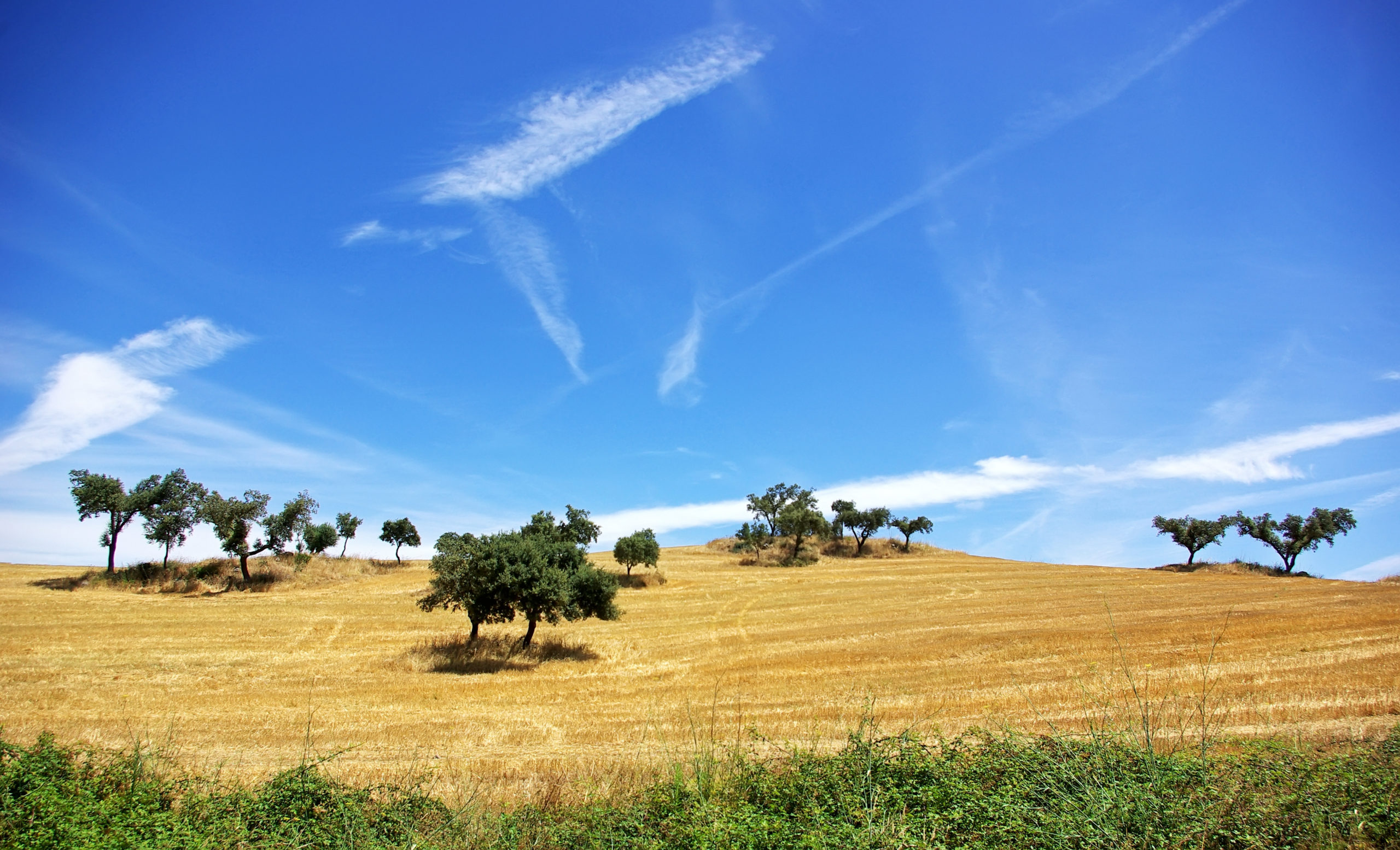 Portugal Farm