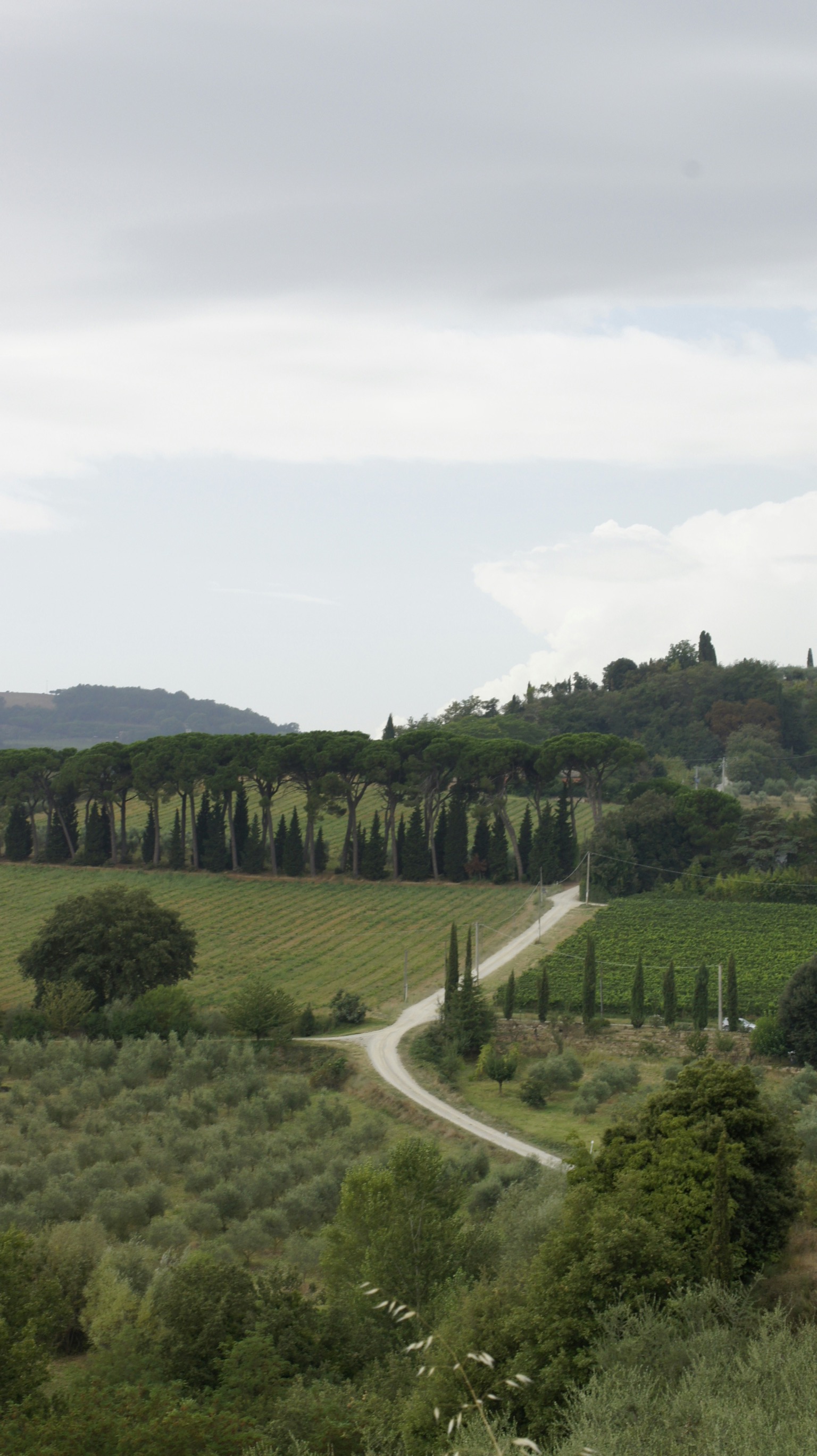 The Stability of Portuguese Agriculture: An Investment Guide